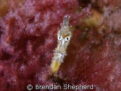 I was amazed to find this tiny juvenile Short Headed Seah... by Brendan Shepherd 